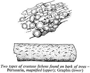 Two types of crustose lichens found on bark of trees – Pertusaria, magnified (upper); Graphis (lower)