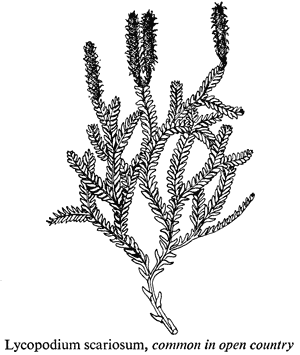Lycopodium scariosum, common in open country