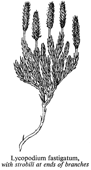 Lycopodium fastigatum, with strobili at ends of branches