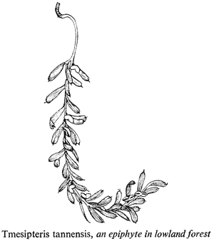Tmesipteris tannensis, an epiphyte in lowland forest