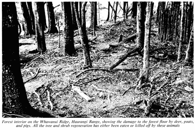 Damage to forest interior by deer, goats, and pigs
