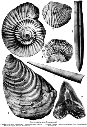 Representative New Zealand fossils