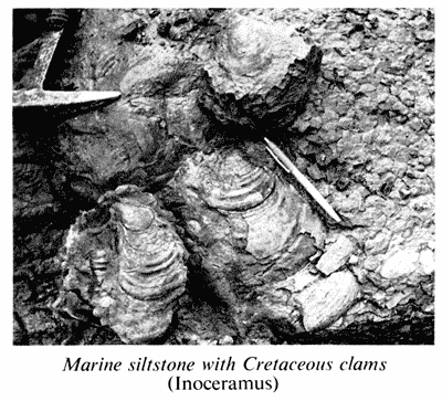 Marine siltstone with Cretaceous clams