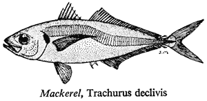 Mackerel,Trachurus declivis