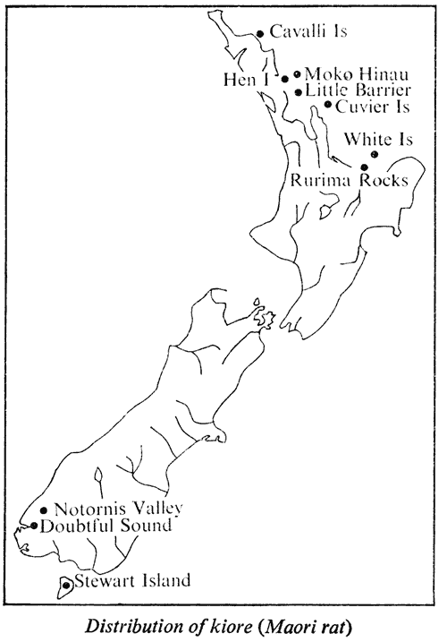 Distribution of Kiore (Maori Rat)