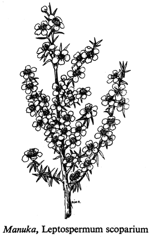 Manuka, Leptospermum scoparium