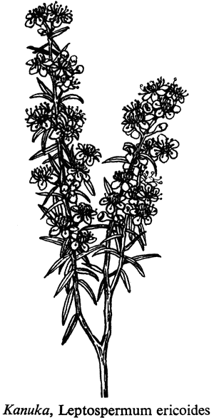 Kanuka, Leptospermum ericoides