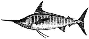 Striped marlin, Makaira audax