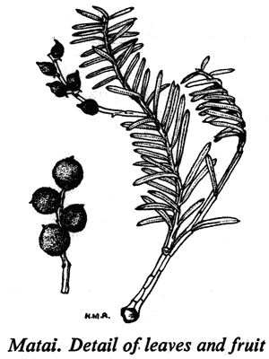 Matai. Detail of leaves and fruit