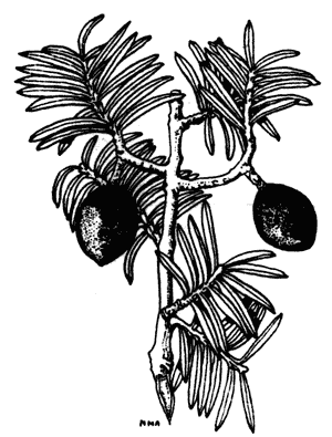 Miro, Podocarpus ferrugineus