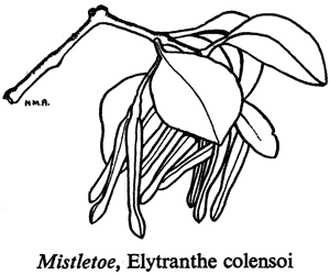 Mistletoe, Elytranthe colensoi