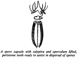 A spore capsule with calyptra and operculum lifted, peristome teeth ready to assist in dispersal of spores