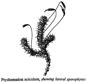 Ptychomnion aciculare, showing lateral sporophytes
