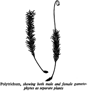 Polytrichum, showing both male and female gametophytes as separate plants