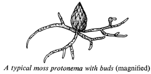 A typical moss protonema with buds (magnified)