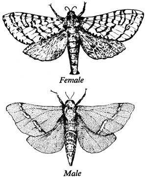 The male and female puriri moth, Hepialus virescens