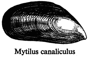 Mytilus canaliculus