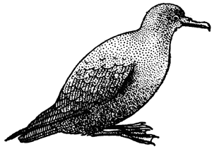 Muttonbird, Atrina zelandica