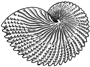Paper nautilus, Argonauta nodosa