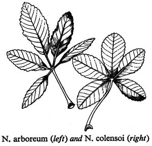 N. arboreum (left) and N. colensoi (right)