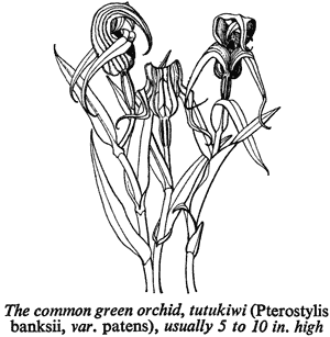 The common green orchid, tutukiwi (Pterostylis banksii, var. patens), usually 5 to 10 in. high