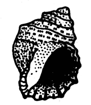 Oyster borer, Lepsiella scobina