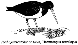Pied oystercatcher or torea, Haematopus ostralegus