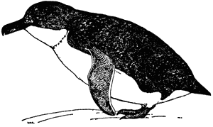 Blue penguin, Eudyptula minor