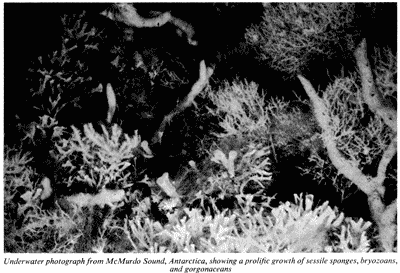 Underwater photograph from McMurdo Sound, Antarctica