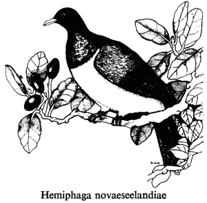 Hemiphaga novaeseelandiae