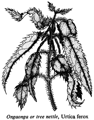 Ongaonga or tree nettle, Urtica ferox