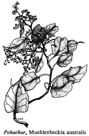 Pohuehue, Muehlenbeckia australis