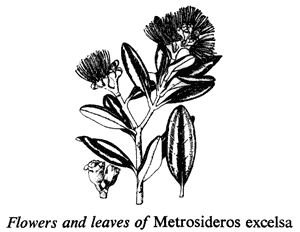 Flowers and leaves of Metrosideros excelsa