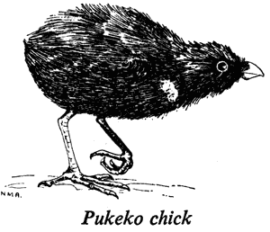 Pukeko chick