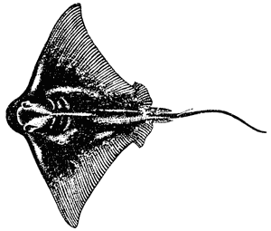 Eagle ray, Myliobatus tenuicaudatus