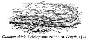Common skink, Leiolopisma zelandica. Length, 4½ in.