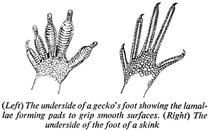 (Left) The underside of a gecko's foot showing the lamallae forming pads to grip smooth surfaces. (Right) The underside of the foot of a skink