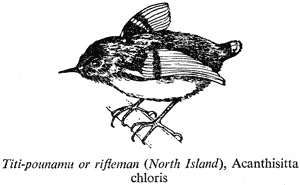 Titi-pounamu or rifleman (North Island), Acanthisitta chloris