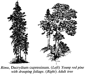 Rimu, Dacrydium cupressinum. (Left) Young red pine with drooping foliage. (Right) Adult tree