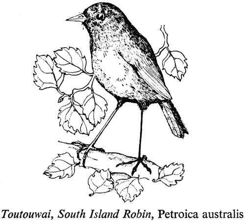 Toutouwai, South Island Robin, Petroica australis