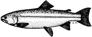Atlantic salmon, Salmo salar