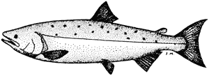 Quinnat salmon, Onchorhynchus tschawytcha