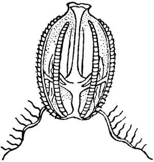 Sea gooseberry, Ctenophore