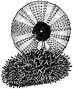 Sea urchin, or sea egg, Evechinus chloroticus