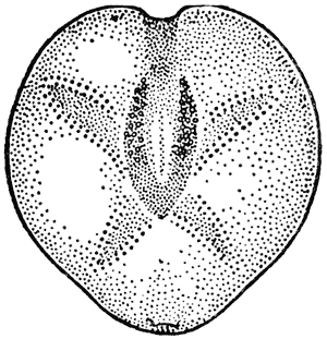 Heart urchin, Echinocardium australe
