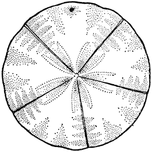 Cake urchin, or snapper biscuit, Arachnoides zelandiae