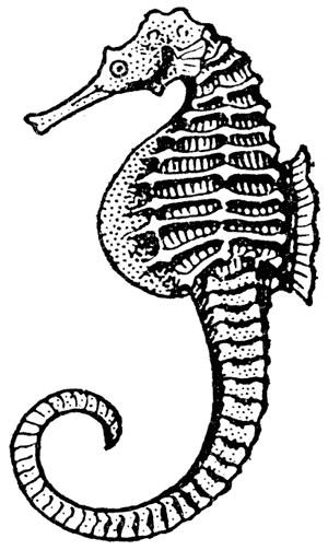 Seahorse, Hippocampus abdominalis