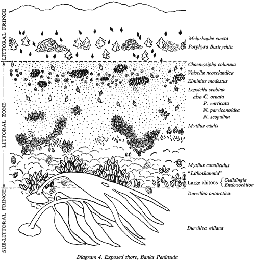 Diagram 4. Exposed shore, Banks Peninsula