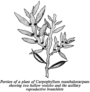 Carpophyllum maschalocarpum