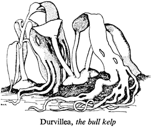 Durvillia, the bull kelp
